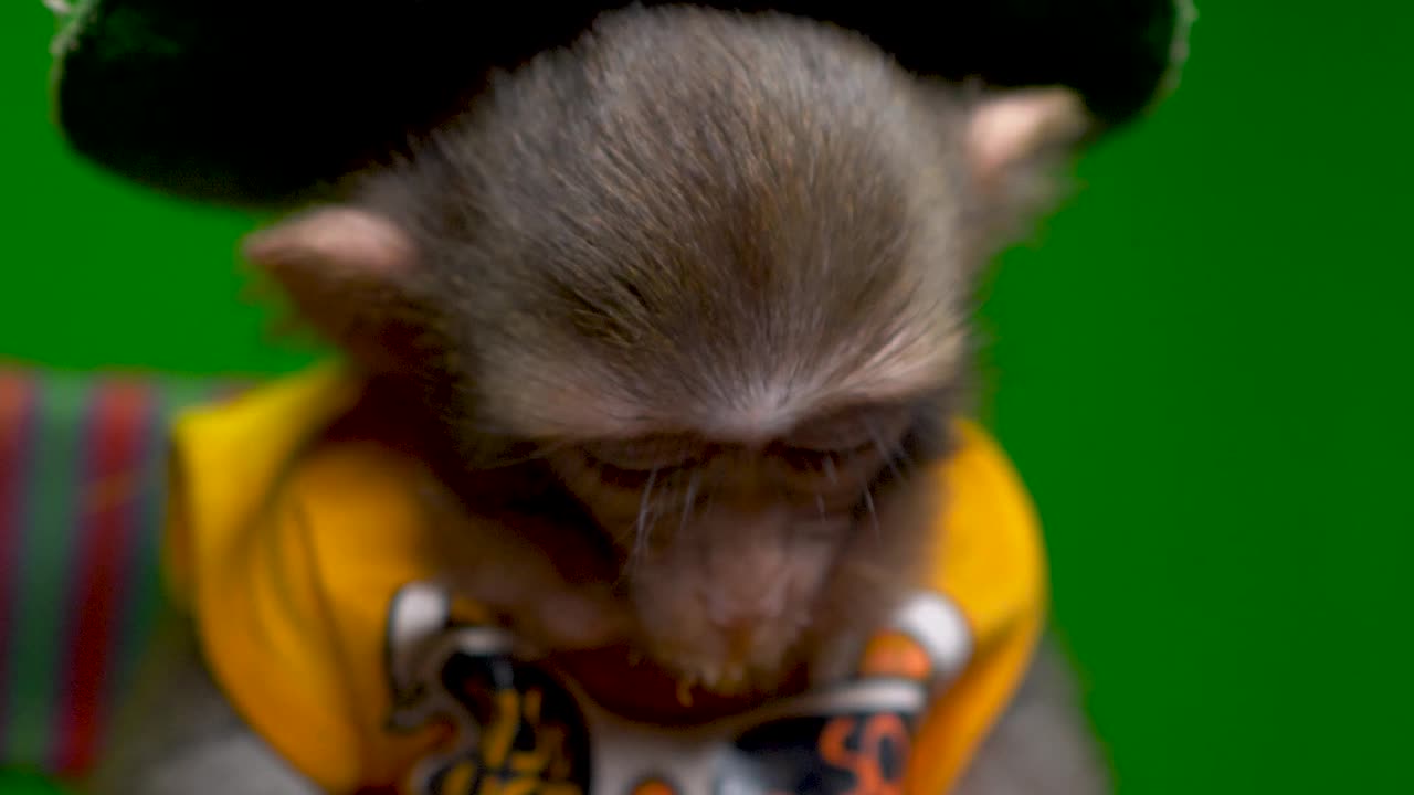 Monkey is happy with Fruit chat :D