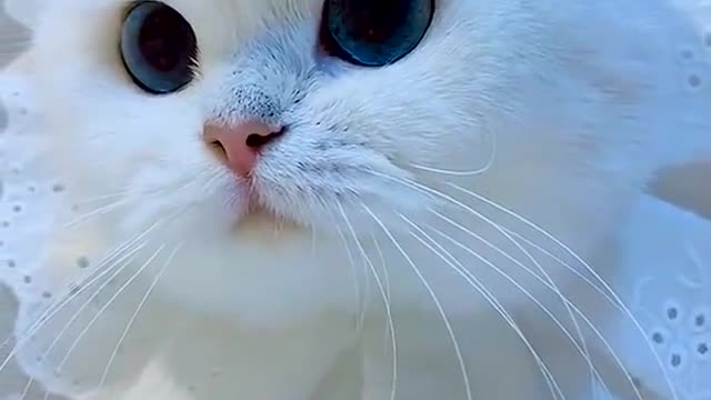 Lovely White adorable cat