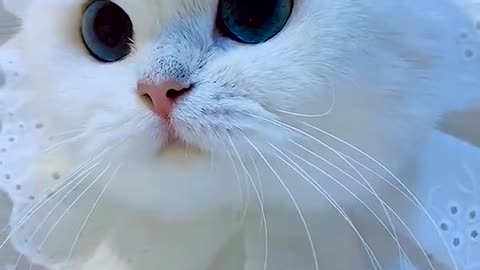 Lovely White adorable cat