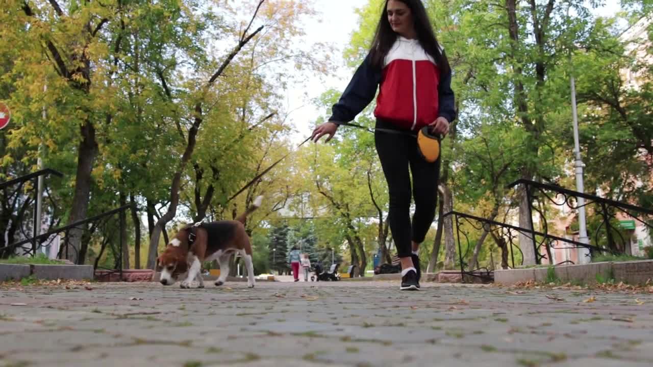 Girl walking with a dog Beagle in the autumn Park