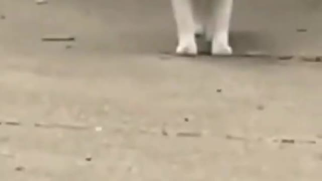 Street cat trying to talk to house cat and ended with "MAA!!"😂😂😂 | Cat