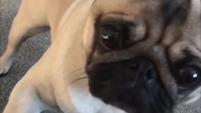 Funniest and Cutest Pug Dog 2021