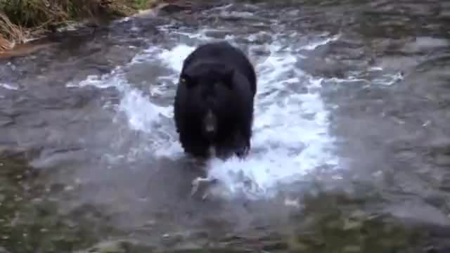 Black Bear Fish Hunted