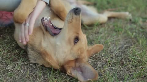 A young woman plays with a cute dog in nature and the pet is trying to grab her hand with his teet