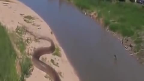 World 🌎 biggest snake 🐍 in Amazon jungle