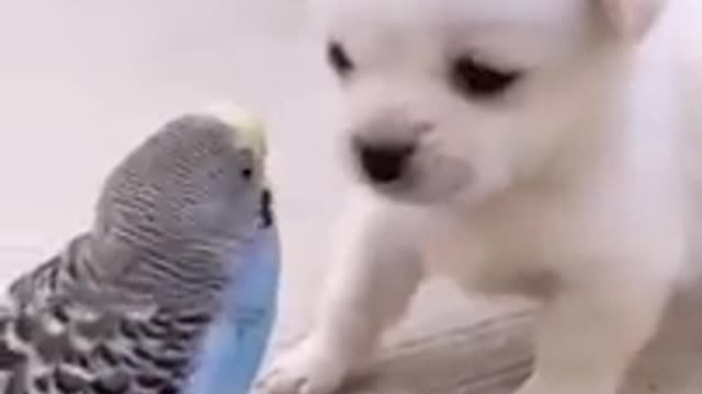 Cute papy dog funny show