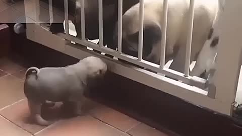 Puppy sees family for the first time