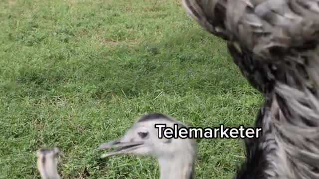 Telemarketer