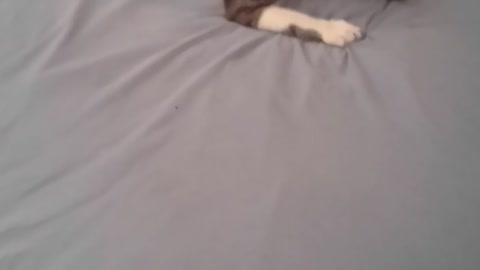 Cat playing
