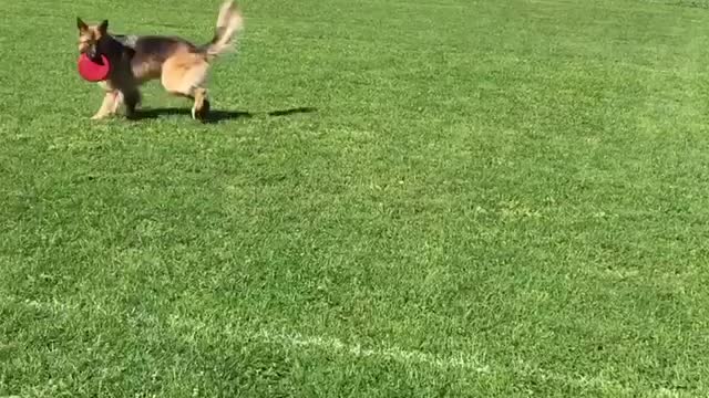 German Shepherd Is Running At A Butterfly