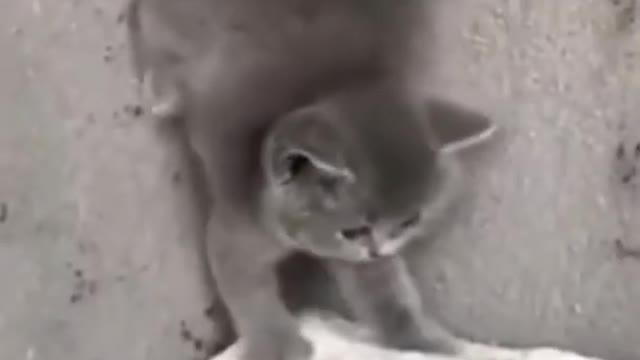 Cutes baby cat Funny videos