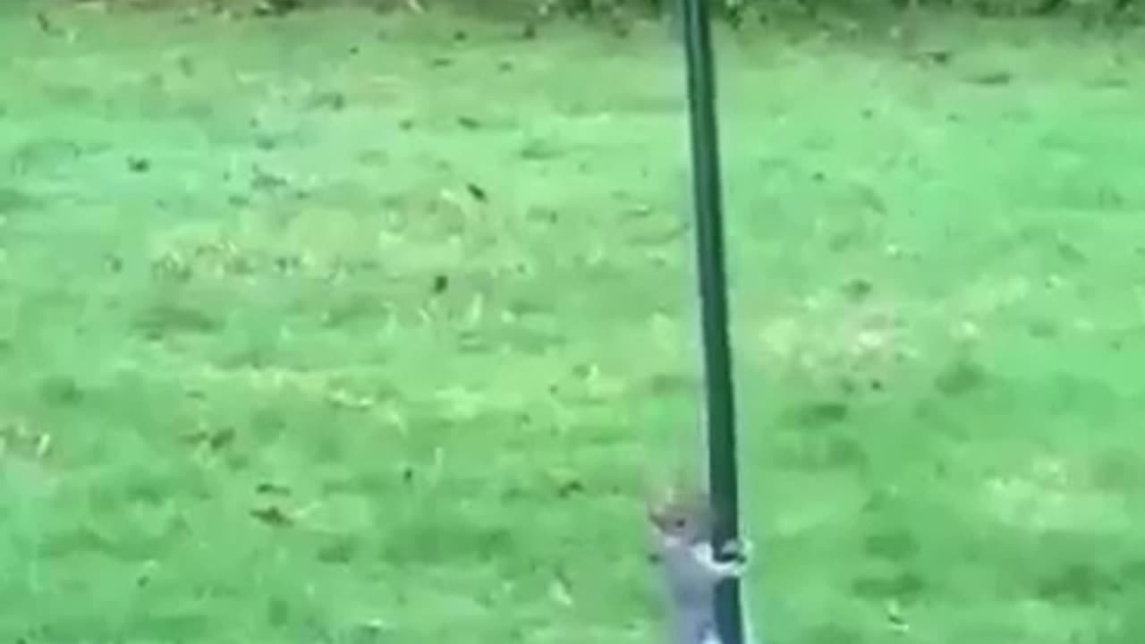 Squirrel Climbing The Pole Then Sliding Down #shorts #shortvideo #video #virals #videoviral