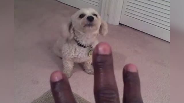 Pet Owner Teaches Dog How To Count Using Their Barks