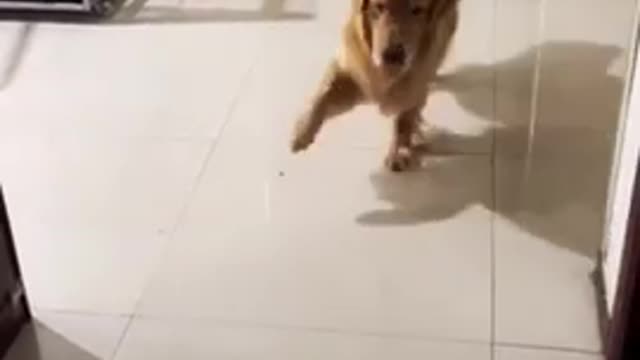 Golden Retriever mocking owners broken leg 😂