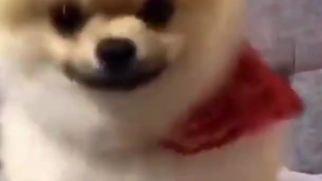 Cute Dog Acting