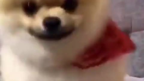 Cute Dog Acting