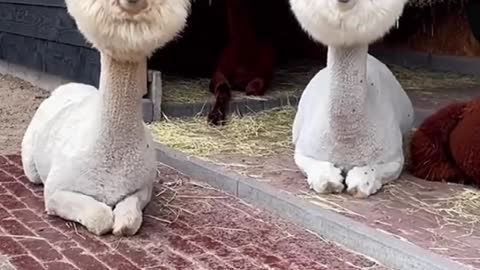 Lovely alpaca