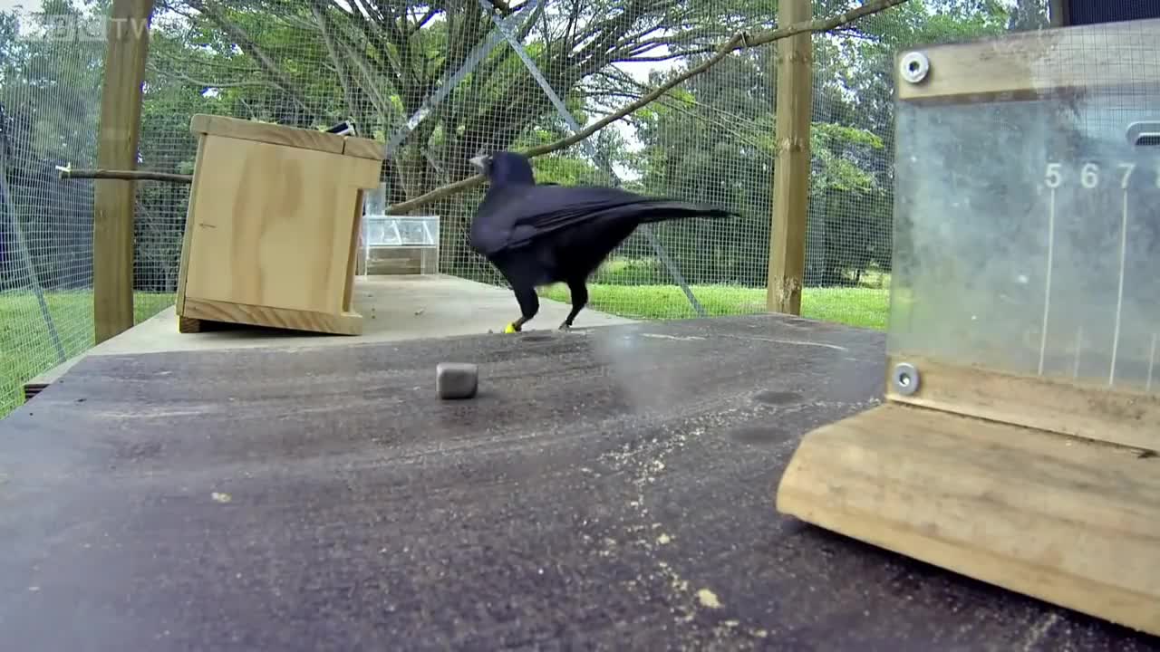 Smartest Bird: intelligent bird solves the puzzle