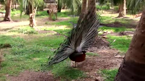 peacock spreads its tail. how beautiful