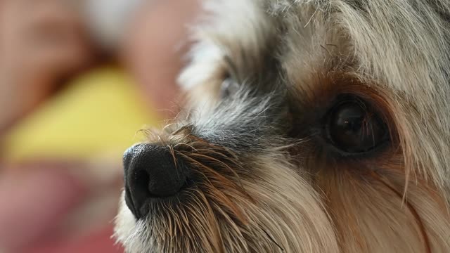 close-up-shot-of-a-dog-while-a-mother-is-feeding-a-baby-at-the-backgroun