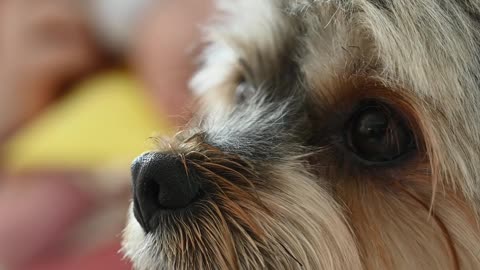 close-up-shot-of-a-dog-while-a-mother-is-feeding-a-baby-at-the-backgroun