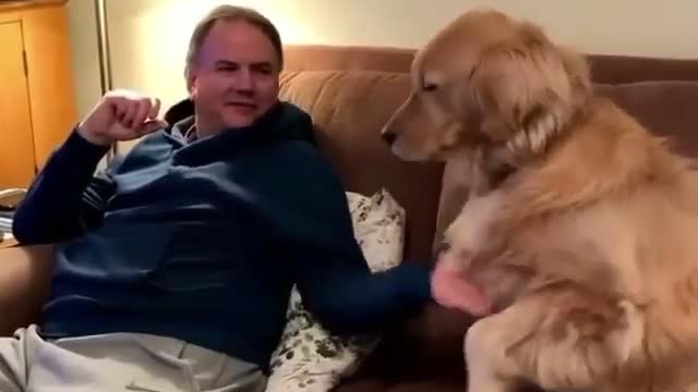 Golden Retriever Dog Asking for some Dose Of Love