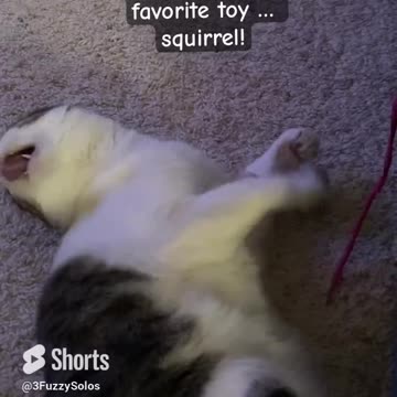 Cat has ADHD Big Time! #CatToddler #Squirrel #CatShorts