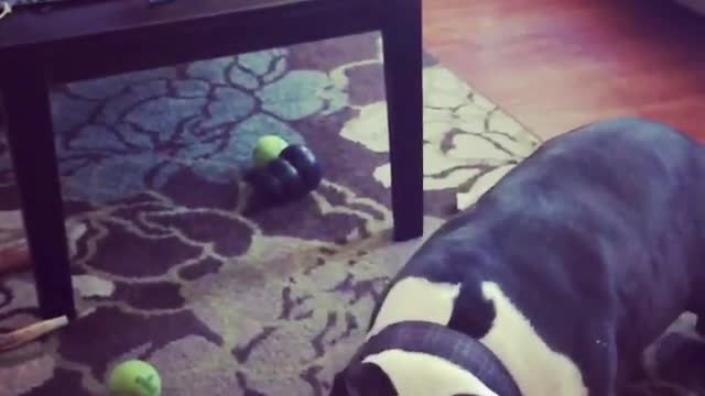 Black and white dog misses green tennis ball badly