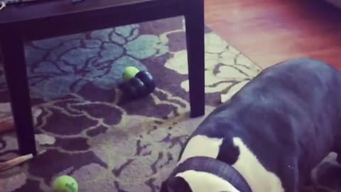 Black and white dog misses green tennis ball badly