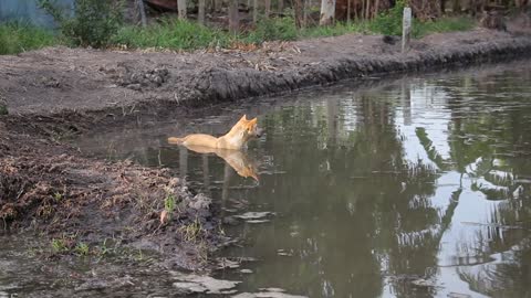 Dog Bath - Funny