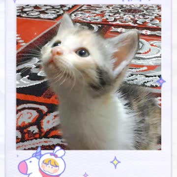 Cute Stray Kittens For Adoption (KL Selangor Malaysia)