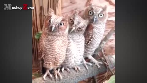 Funny cute owls compilation