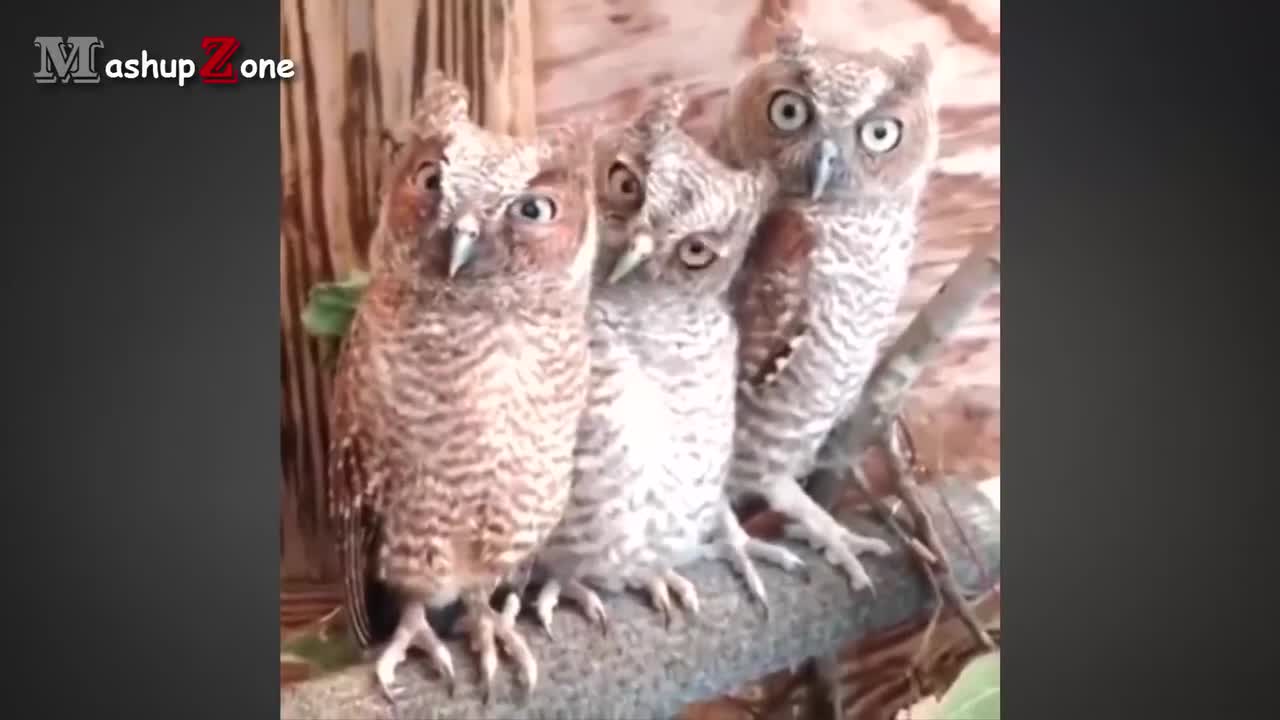 Funny cute owls compilation