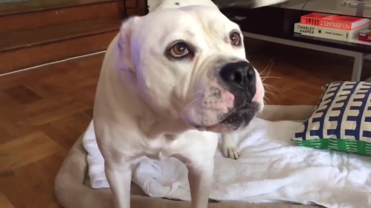 Dog really hates to give high fives