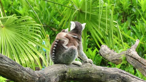 Ring-tailed lemur