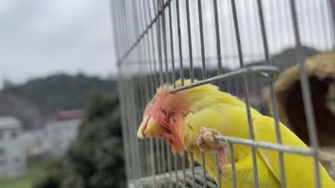 Parrot Prison Break