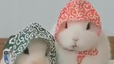 Funny rabbits