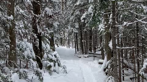 Thick woods for sure