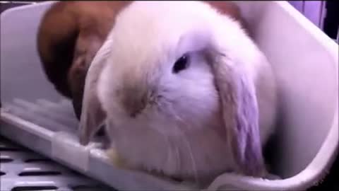 CUTE BUNNY - fun video with bunny