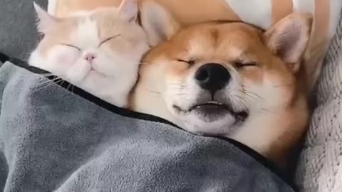 Unbelievable Video of Cat and Dog Friendship.