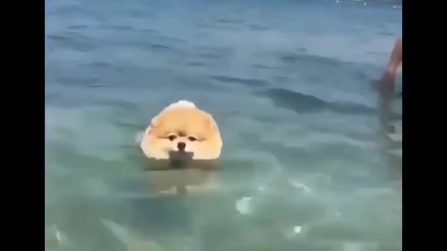 Perros que cantan y nadan 🤩
