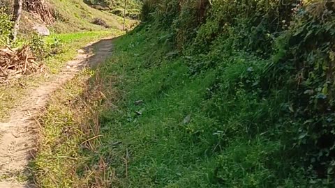 Hiking inside Shivapuri National Park