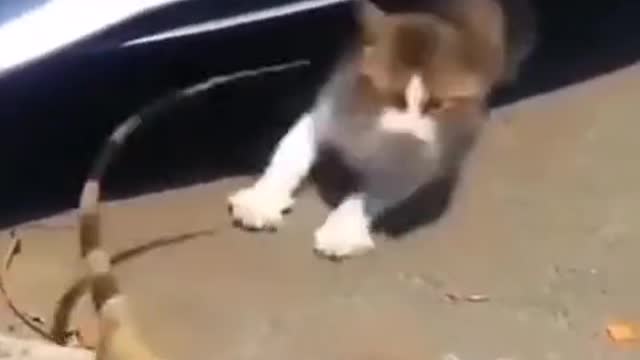 Funny pets on Tiktok