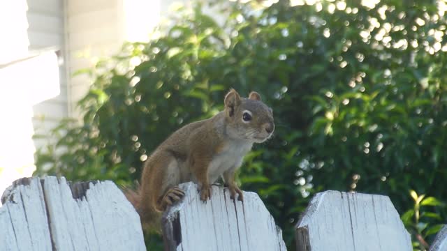 Close-Up Video Of Squirrel on Wood