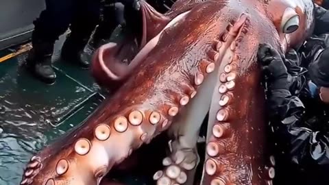 Big octopas