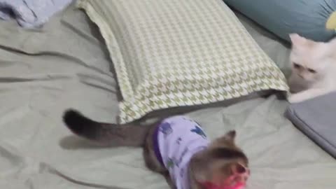 Cute and funny babe cat videos 2023