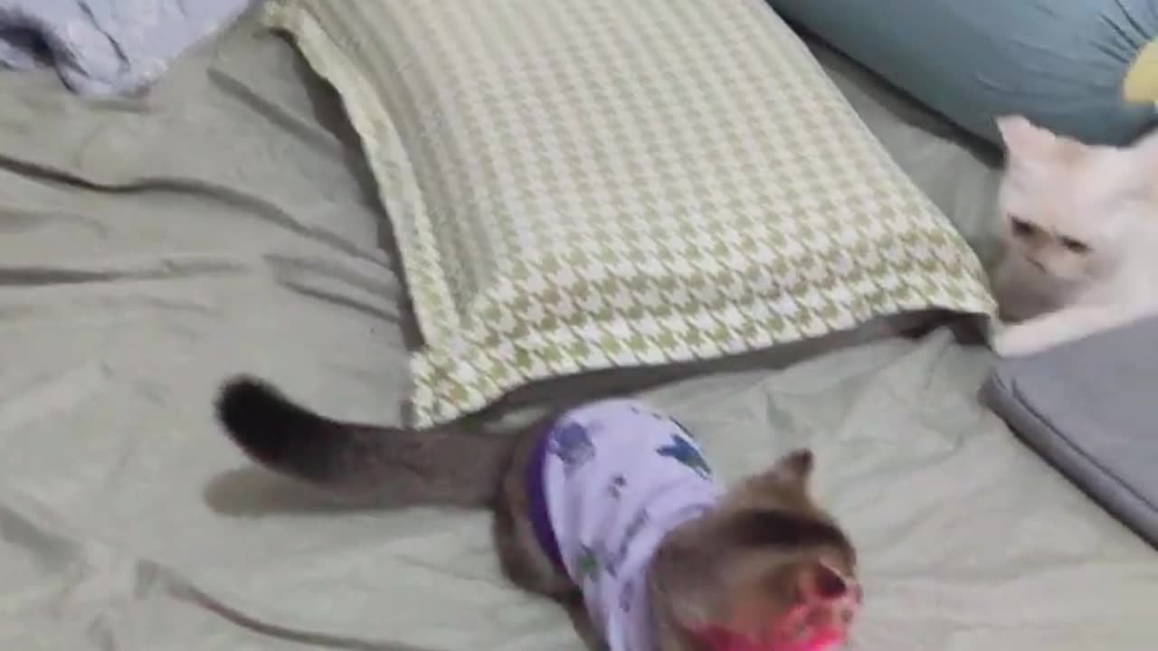 Cute and funny babe cat videos 2023