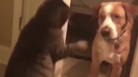 FUNNY ANIMALS VIDEOS TRY NOT TO LAUGH 🤣 | FUNNY CATS | FUNNY DOGS