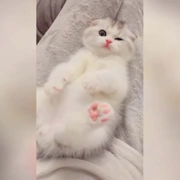 How to cuteness cats