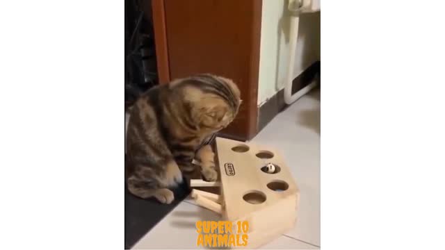 Suprised cat playing alone